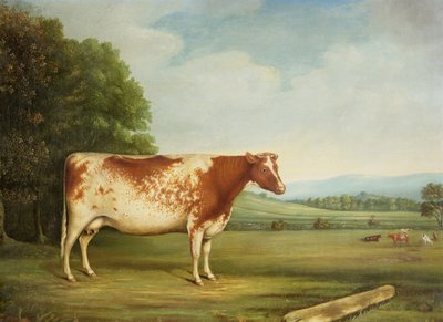 Une vache shorthorn primée dans un paysage - English School